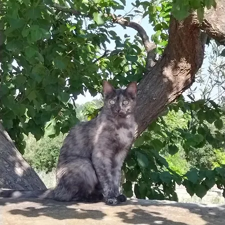 Masseria Catucci